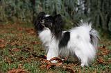 EPAGNEUL PAPILLON 074